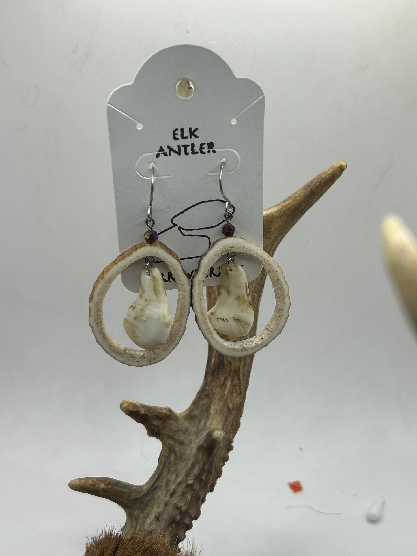 Elk ivories in elk hoop